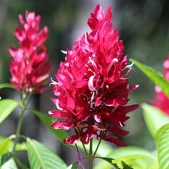 Bloemen-flowers Justicia megaskepasma - Braziliaanse rode deken - Reuzenjusticia