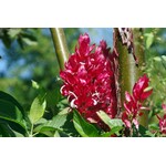 Bloemen-flowers Justicia megaskepasma - Braziliaanse rode deken - Reuzenjusticia