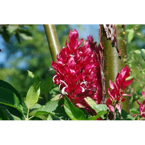 Bloemen-flowers Justicia megaskepasma - Couverture rouge brésilienne - Justice géante