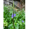 Bloemen-flowers Stachytarpheta jamaicensis - Jamaican verbena - Blue Verbena