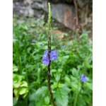 Bloemen-flowers Stachytarpheta jamaicensis - Verveine jamaïcaine - Verveine bleue