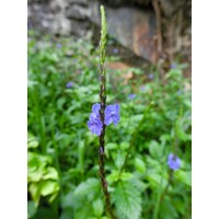 Bloemen-flowers Stachytarpheta jamaicensis - Verveine jamaïcaine - Verveine bleue