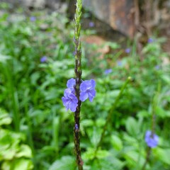Bloemen-flowers Stachytarpheta jamaicensis - Verveine jamaïcaine - Verveine bleue
