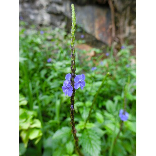 Bloemen-flowers Stachytarpheta jamaicensis - Jamaicaanse verbena - Blauwe Verbena