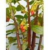 Bloemen-flowers Impatiens niamniamensis - Baume du Congo - Fleur de perroquet
