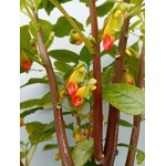 Bloemen-flowers Impatiens niamniamensis - Baume du Congo - Fleur de perroquet