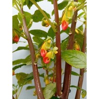 Bloemen-flowers Impatiens niamniamensis - Congobalsemien - Papegaaienbloem