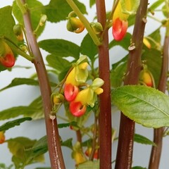 Bloemen-flowers Impatiens niamniamensis - Baume du Congo - Fleur de perroquet