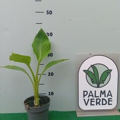 Bananen-bananas Musella lasiocarpa "Étoile du Sichuan" - rubribracteata - Lotus Rouge