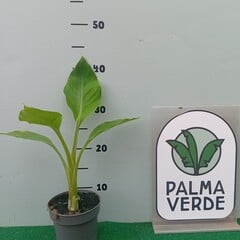 Bananen-bananas Musella lasiocarpa "Sichuan Star" - rubribracteata - Rode Lotus