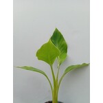 Bananen-bananas Musella lasiocarpa "Sichuan Star" - rubribracteata - Rode Lotus