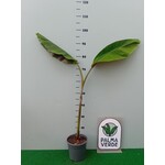 Bananen-bananas Musa helen's hybrid - Sikkemensis x Chinichampa