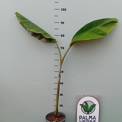 Bananen-bananas Hybride de Musa Helen - Sikkemensis x Chinichampa