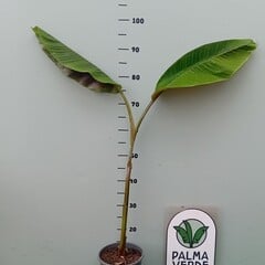 Bananen-bananas Musa helen's hybrid - Sikkemensis x Chinichampa
