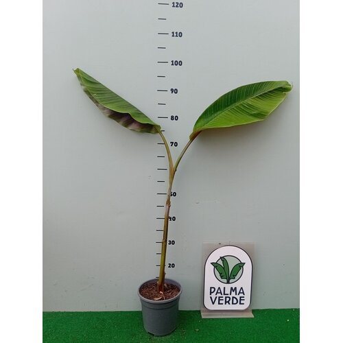 Bananen-bananas Musa helen's hybrid - Sikkemensis x Chinichampa
