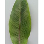 Bananen-bananas Musa helen's hybrid - Sikkemensis x Chinichampa