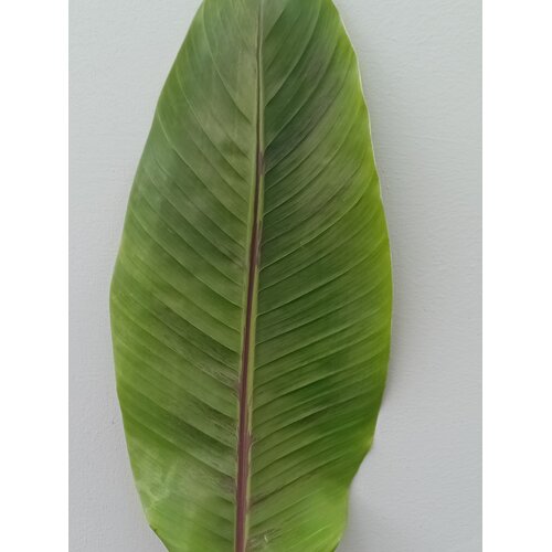 Bananen-bananas Hybride de Musa Helen - Sikkemensis x Chinichampa