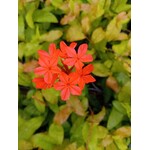 Bloemen-flowers Plumbago indica - Red Plumbago