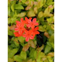 Bloemen-flowers Plumbago indica - Red Plumbago