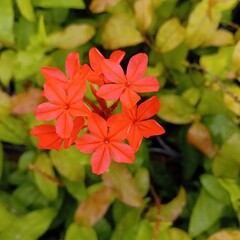 Bloemen-flowers Plumbago indica - Red Plumbago