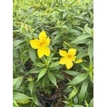 Bloemen-flowers Allamandra cathartica - Gouden Trompetbloem - Allamanda