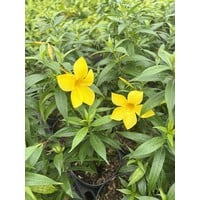 Bloemen-flowers Allamandra cathartica - Gouden Trompetbloem - Allamanda