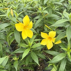 Bloemen-flowers Allamandra cathartica - Fleur de trompette dorée - Allamanda