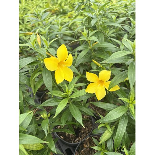 Bloemen-flowers Allamandra cathartica - Fleur de trompette dorée - Allamanda