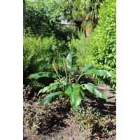 Bananen-bananas Musa sikkemensis - Red banana "Red tiger"