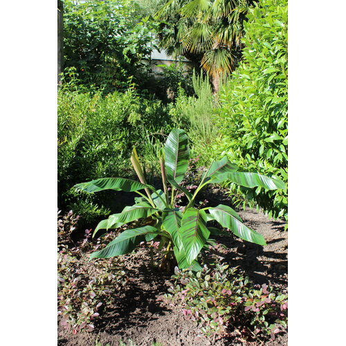 Bananen-bananas Musa sikkemensis - Banane rouge « Tigre rouge »