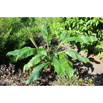 Bananen-bananas Musa sikkemensis - Banane rouge « Tigre rouge »