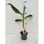 Bananen-bananas Musa sikkemensis - Banane rouge « Tigre rouge »