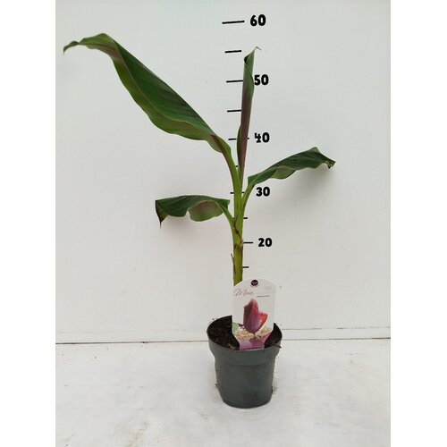 Bananen-bananas Musa sikkemensis - Banane rouge « Tigre rouge »