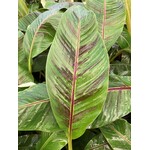 Bananen-bananas Musa sikkemensis - Banane rouge « Tigre rouge »