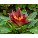 Bananen-bananas Musella lasiocarpa "Sichuan Star" - rubribracteata - Red Lotus