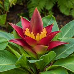 Bananen-bananas Musella lasiocarpa "Étoile du Sichuan" - rubribracteata - Lotus Rouge
