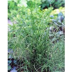 Siergrassen-ornamental grasses Juncus effusus Spiralis - Kurkentrekkergras - Krulpitrus
