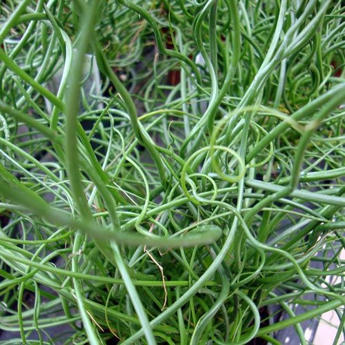 Siergrassen - Ornamental Grasses Juncus effusus Spiralis - Kurkentrekkergras - Krulpitrus