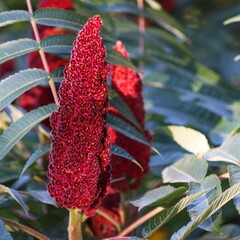 Bloemen-flowers Rhus typhina - Velvet tree