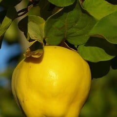 Eetbare tuin-edible garden Cydonia oblonga "Champion" - Apple shaped quince