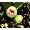 Eetbare tuin-edible garden Syzygium jambos - Djamboe aer mawar - Pomme Rose