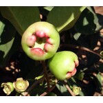 Eetbare tuin-edible garden Syzygium jambos - Djamboe aer mawar - Pomme Rose