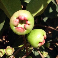 Eetbare tuin-edible garden Syzygium jambos - Djamboe aer mawar - Pomme Rose