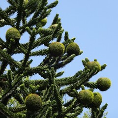 Bomen-trees Araucaria auracana - Monkey Puzzle Tree