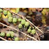 Eetbare tuin-edible garden Actinidia arguta "Ken's Red" - Red kiwi berry