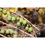 Eetbare tuin-edible garden Actinidia arguta "Ken's Red" - Rode kiwibes