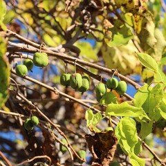 Eetbare tuin-edible garden Actinidia arguta "Weiki" - Male kiwi berry