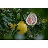 Eetbare tuin-edible garden Citrus x grandis - Pomelo