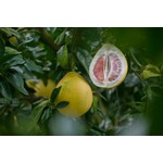 Eetbare tuin-edible garden Citrus x grandis - Pomelo