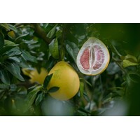 Eetbare tuin-edible garden Citrus x grandis - Pomelo